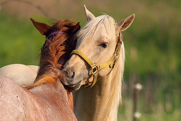 Horses