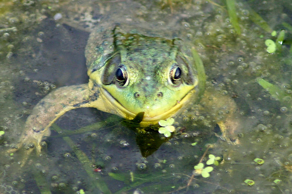 Frog