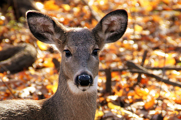 Deer
