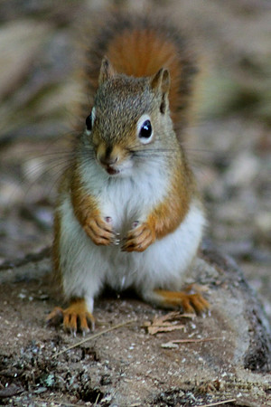 Squirrel