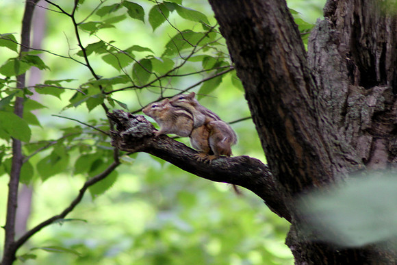 Wrestling Chipmunks