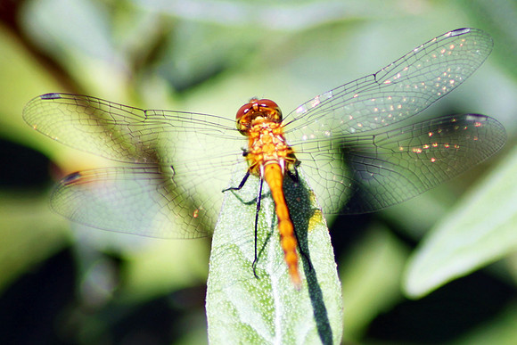 Dragonfly