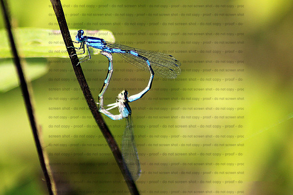 Dragonfly Heart