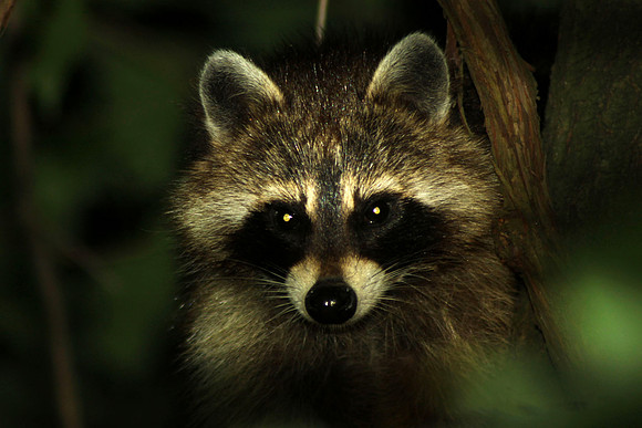 Baby Racoon