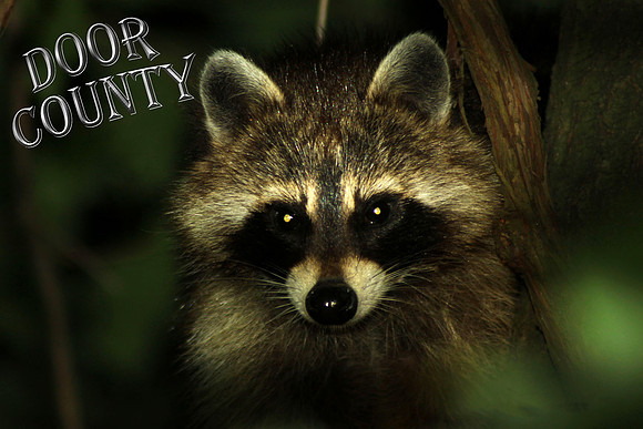 Door County Racoon