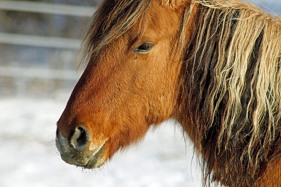 Horse