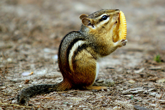 Chipmunk with Cracker