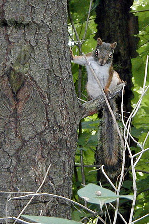 Posing Squirrel