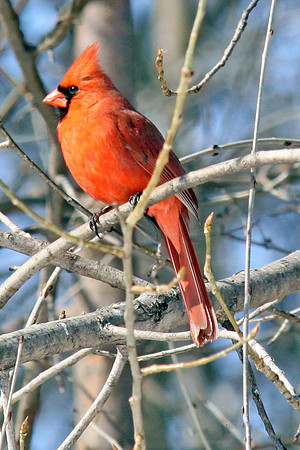 Cardinal with Blue Sky