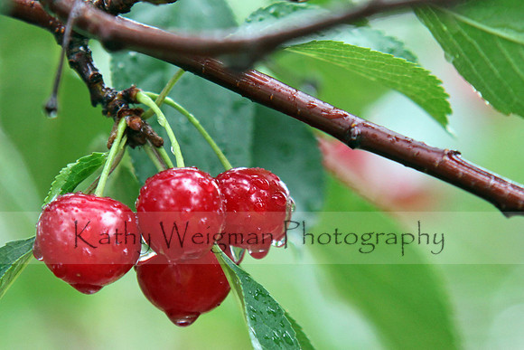 Cherries