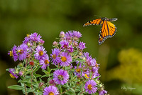 Monarch bent