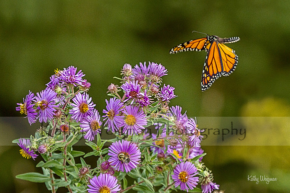 Monarch bent