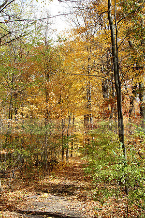 High Cliff Path