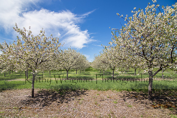 Cherry blossoms under blue sky