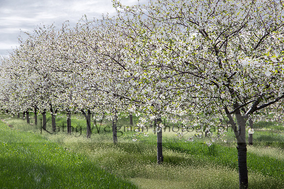 Cherry blossoms