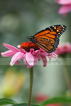 Monarch - vertical