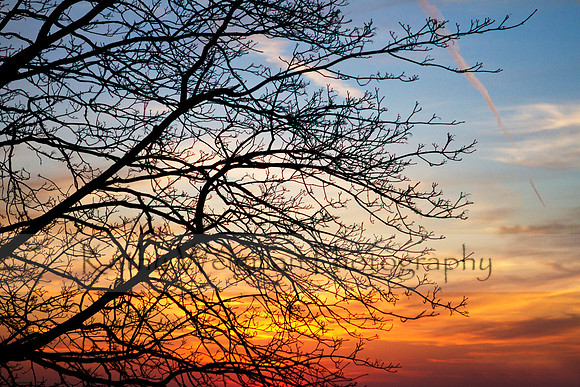 Tree Shilouette Sunset