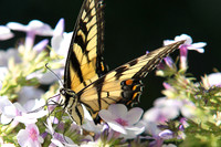 Swallowtail on Flowers
