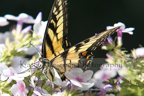 Swallowtail on Flowers