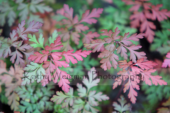 Red & Green Leaves