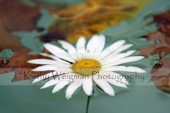 Floating Daisy