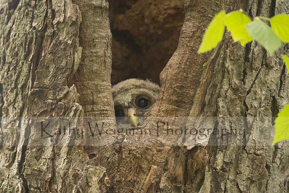 Barred Owlet