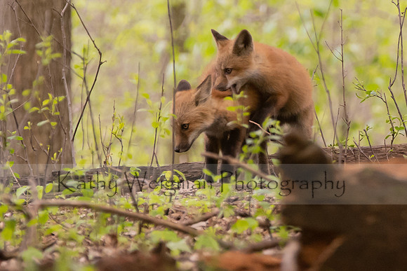 Fox Play