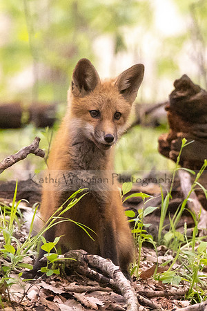 Fox Kit 1