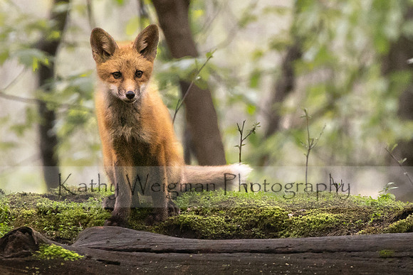 Fox Kit