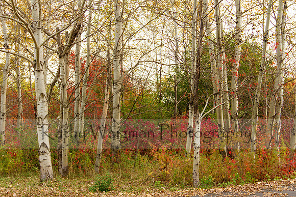 Birch