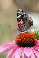 Moth on Pink Coneflower