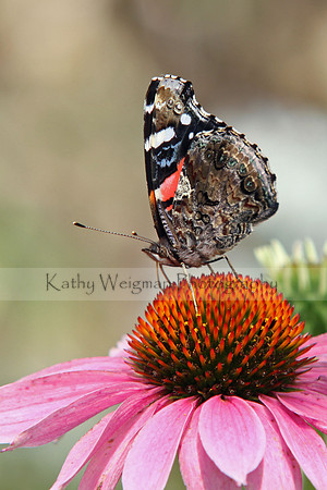 Moth on Pink Coneflower