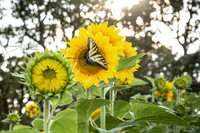 Swallowtail on Sunflower
