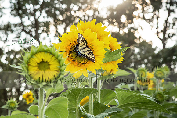 Swallowtail on Sunflower