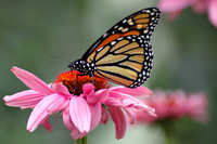 Monarch