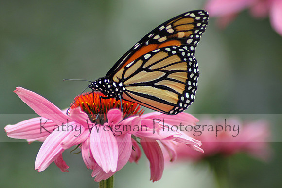 Monarch