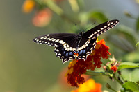 Black Swallowtail