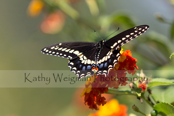Black Swallowtail