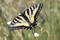 Swallowtail