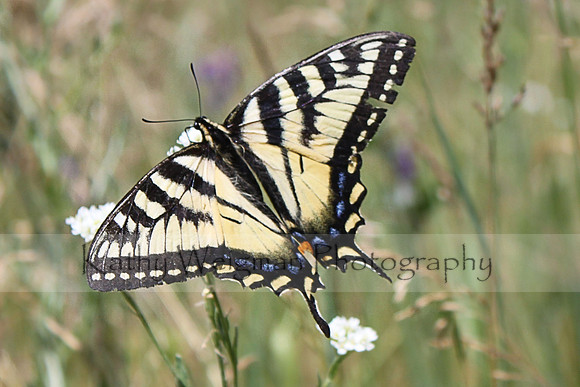 Swallowtail
